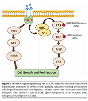 Jentashapir J Cell Mol Biol